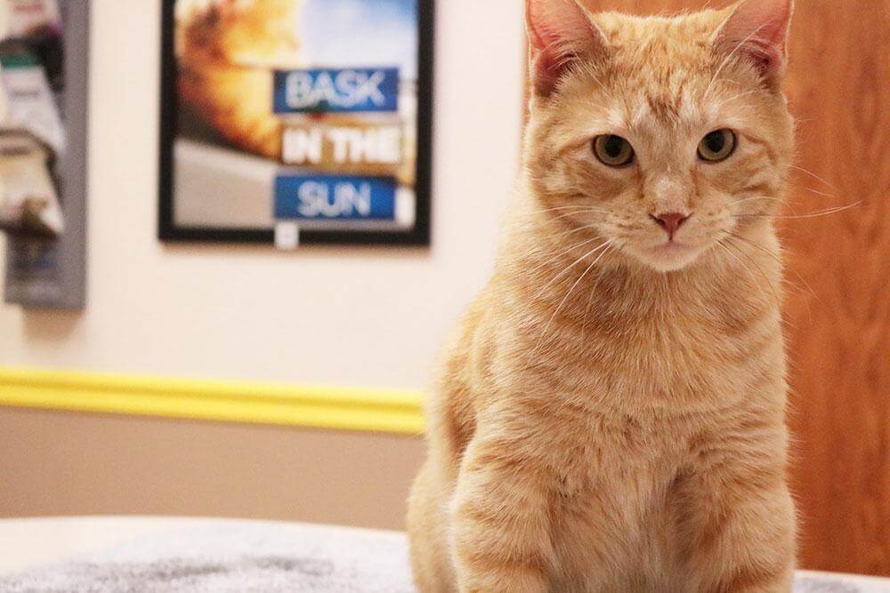 Cat in exam room