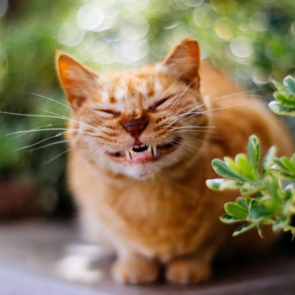 pawsitive pet care dental services