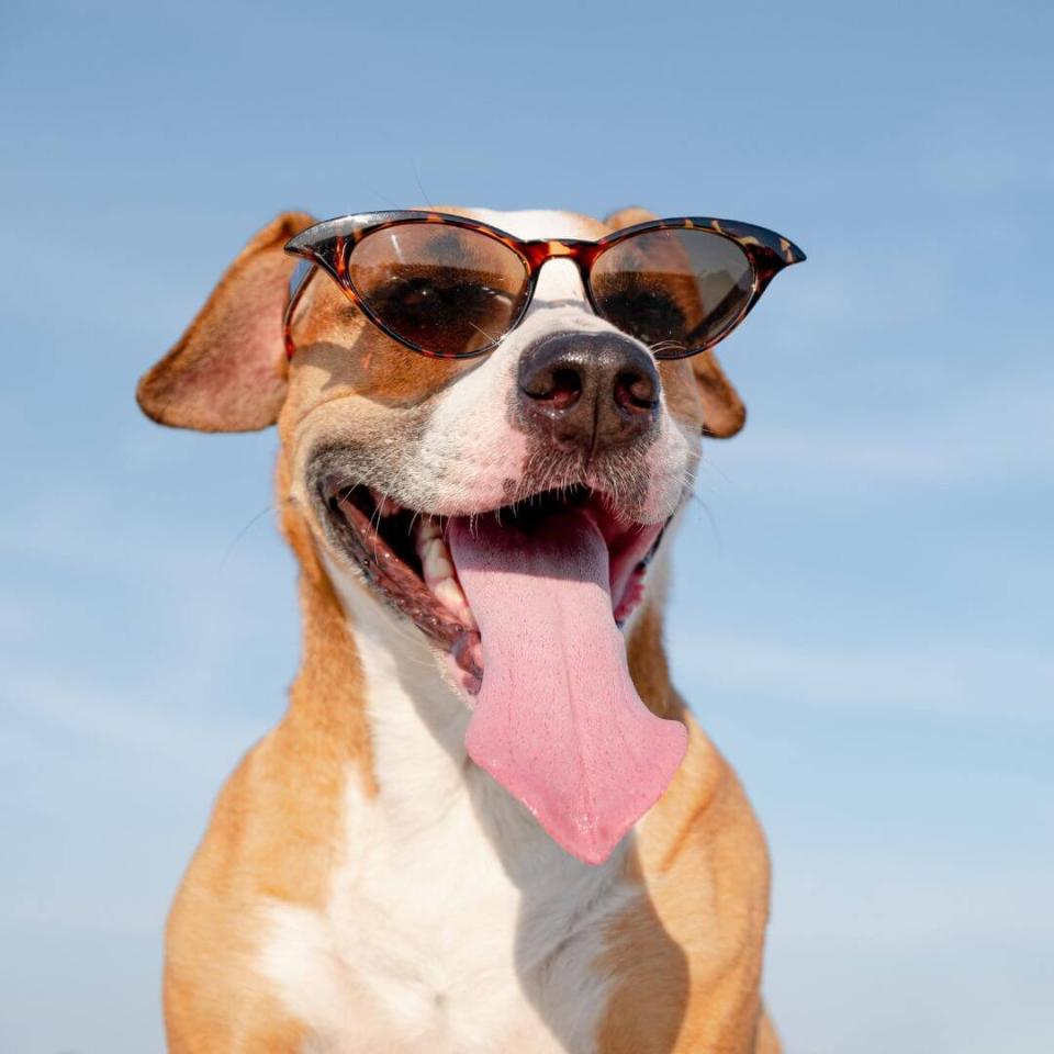 Pawsitive Pet Care Dog
