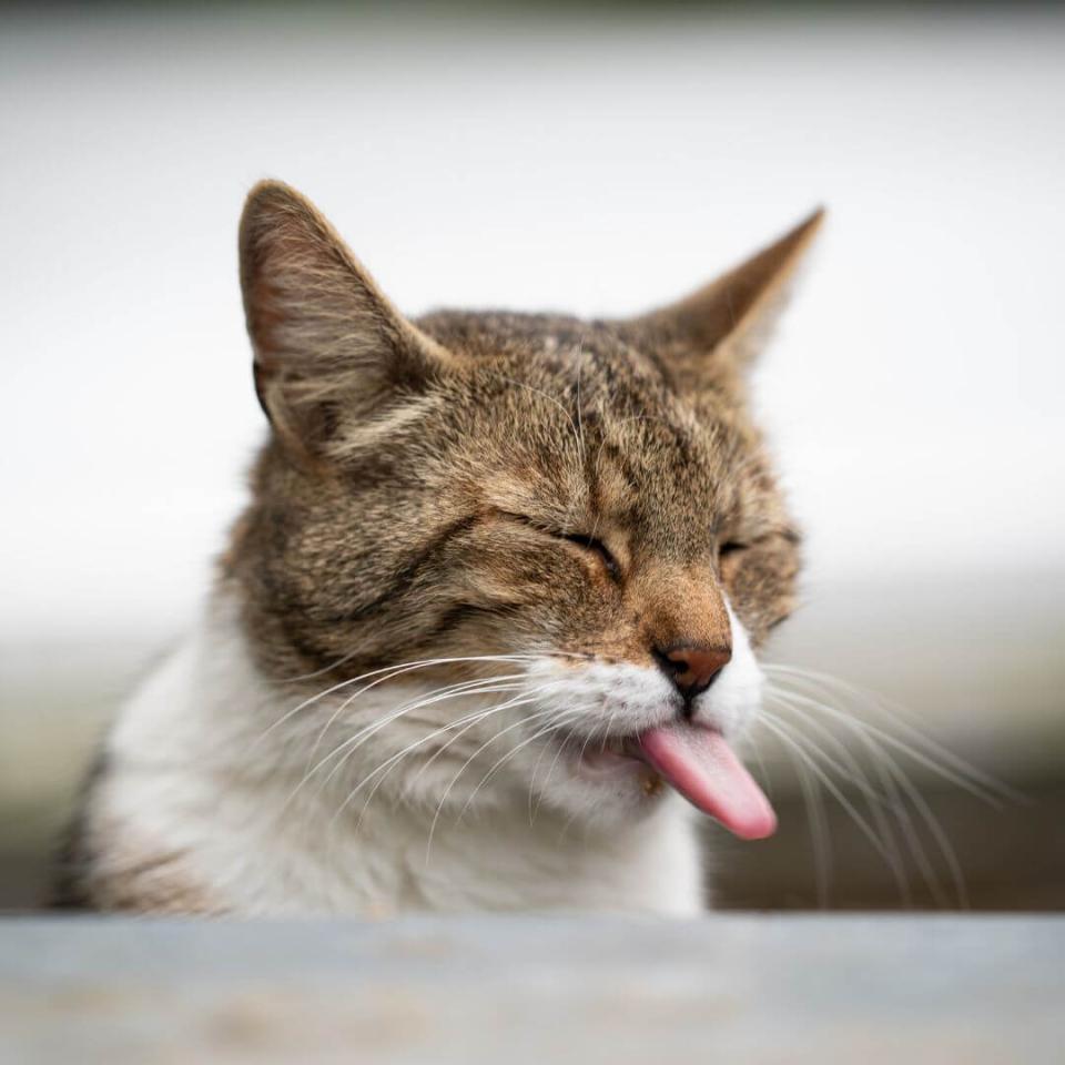 PawsitivePetCare Cat