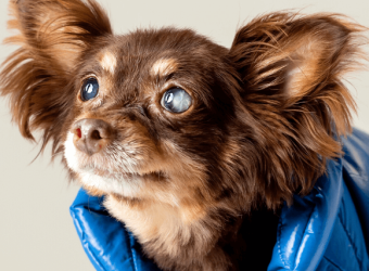 5 Reasons to Not Delay Treating Your Dog's Eye Problems