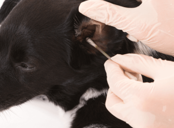 5 Tips & Tricks for Cleaning Your Dog's Ears at Home