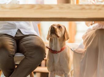 Paws &amp; Pies: Tips for a Pet-Safe Thanksgiving Celebration