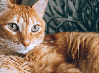 Myths and Facts About the Luck of a Cat
