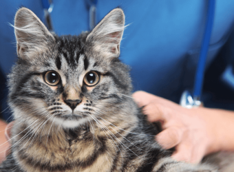 National Pet Wellness Month: 5 Ways to Ensure Your Cat's Longevity