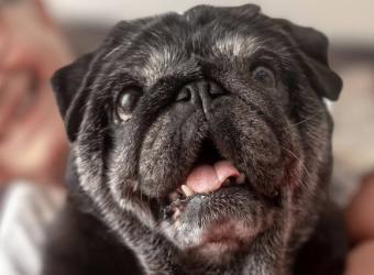Senior Dog Care: How to Keep Your Aging Dog Healthy and Happy