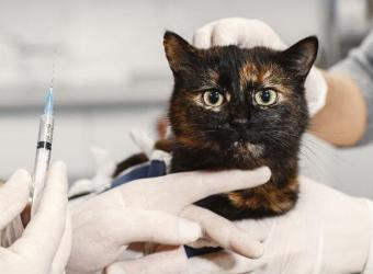 All of Your Cat Vaccination Questions Answered