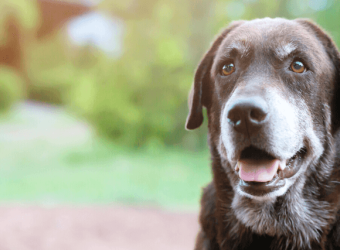 Arthritis In Dogs & Cats