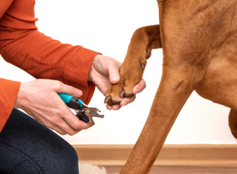 How To Trim Your Dog&#039;s Nails