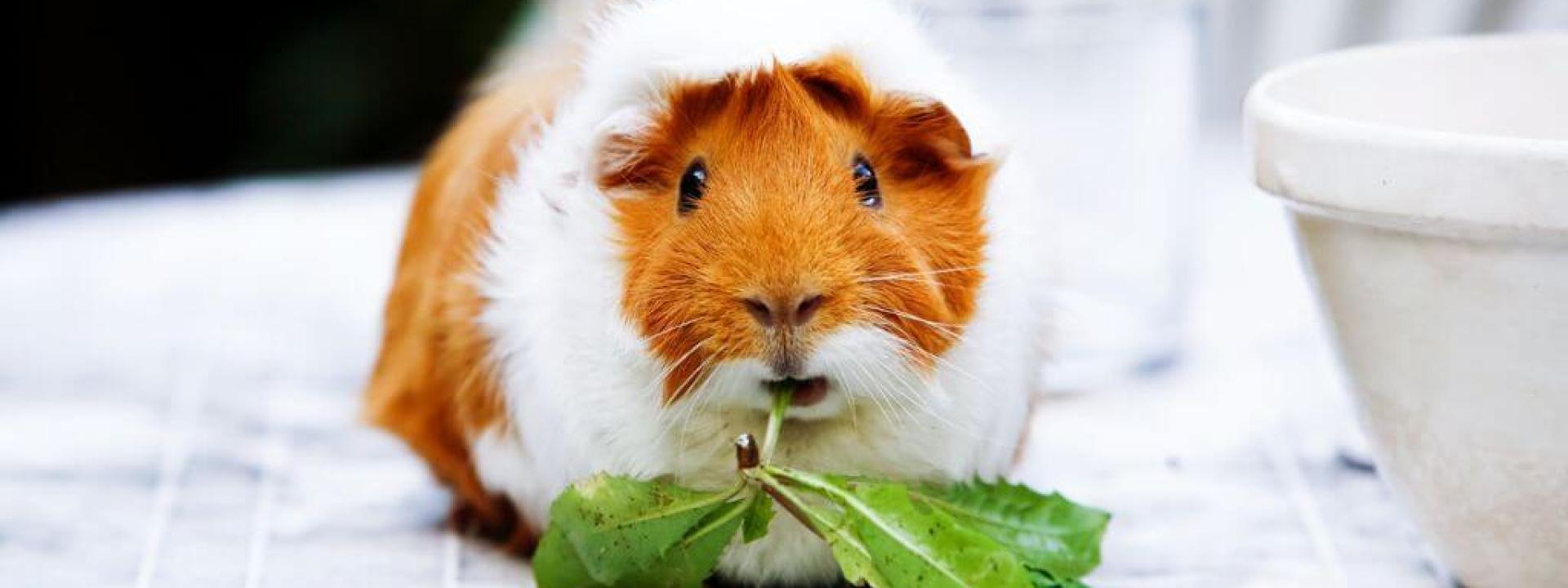 Guinea pig eating on table, close up