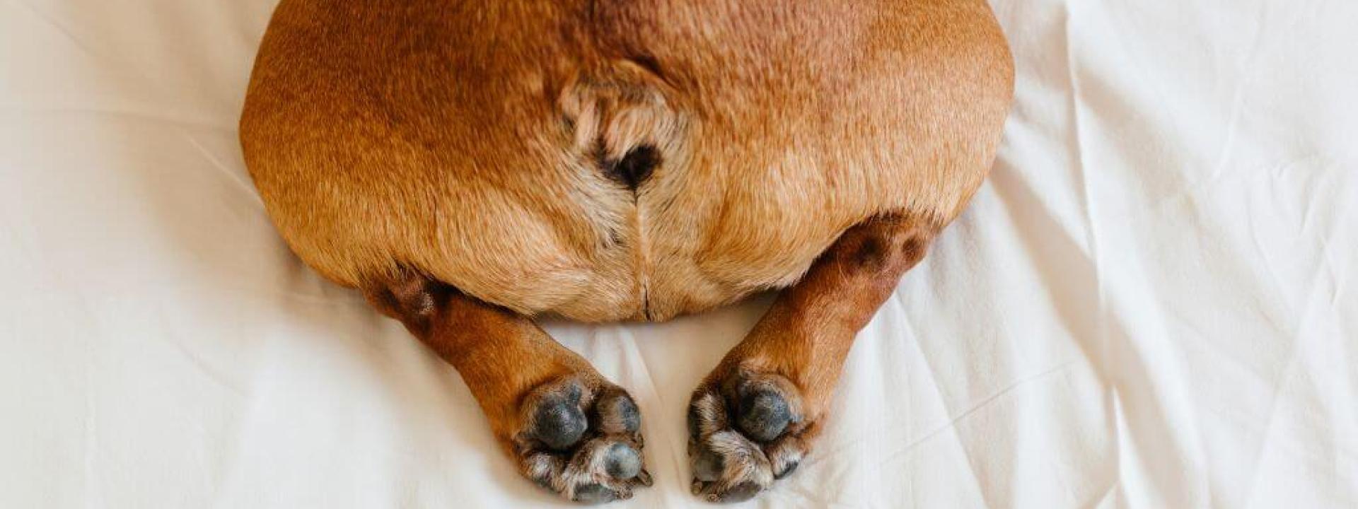 A brown dog with it's feet tucked under its body