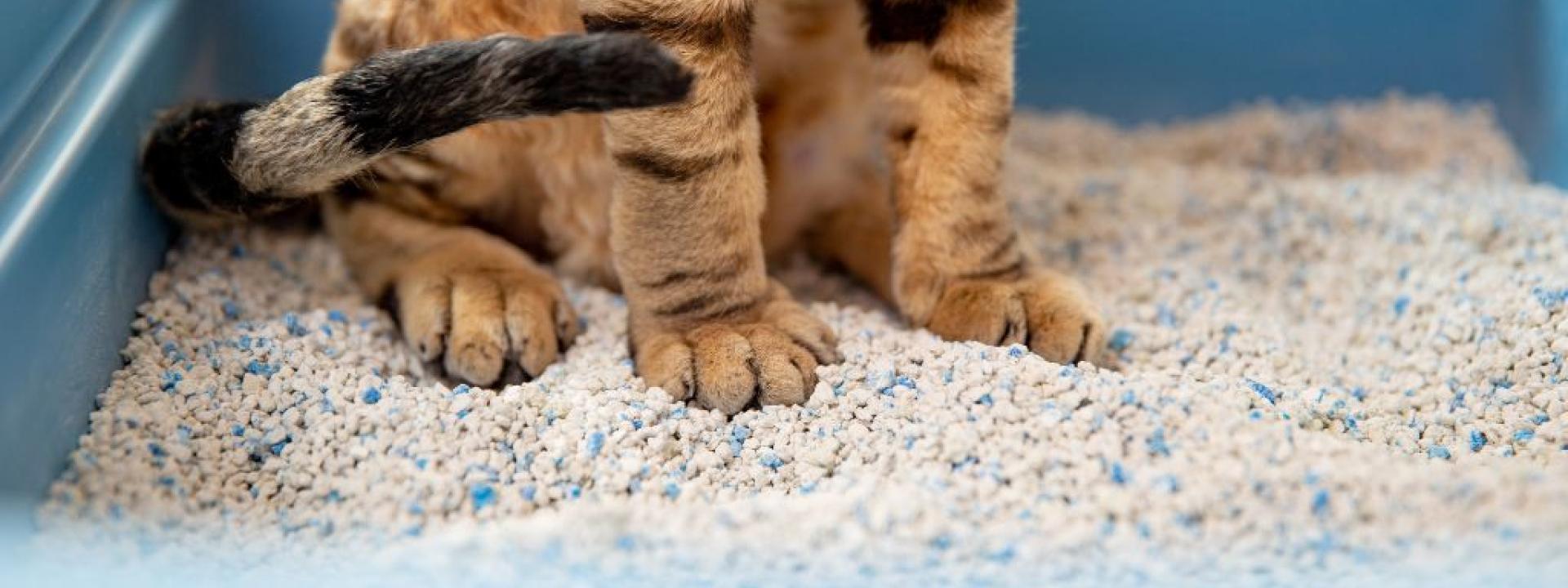 Cat feet in litter box.