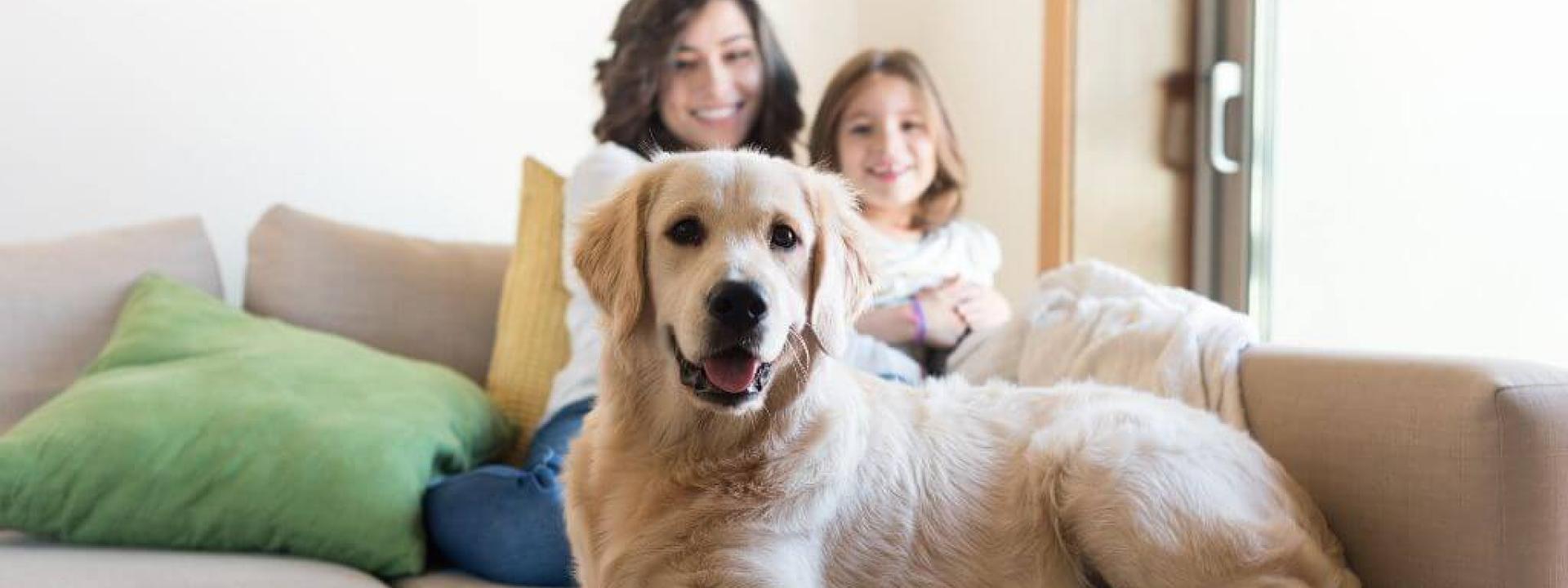 A dog sitting on the couch with its family prior to at home pet vaccinations