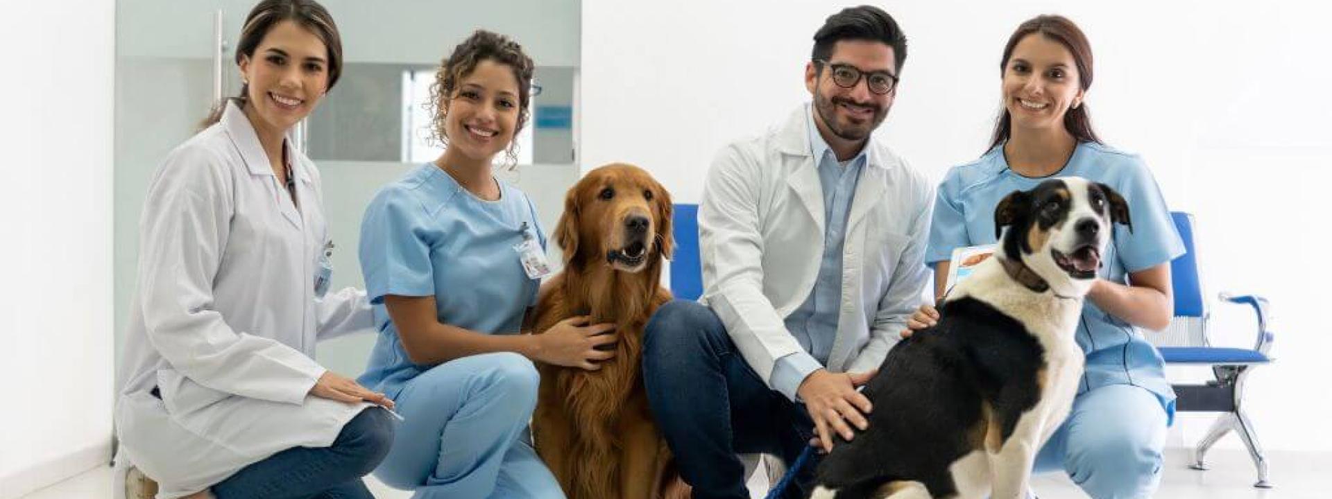 A team of veterinarians and two dogs