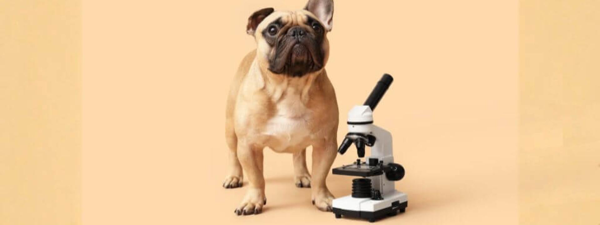 Pug with microscope
