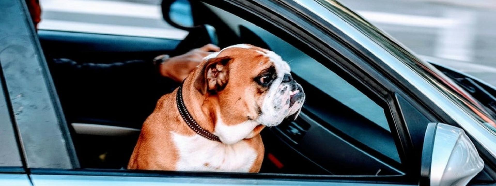 Holiday Traveling with Dogs