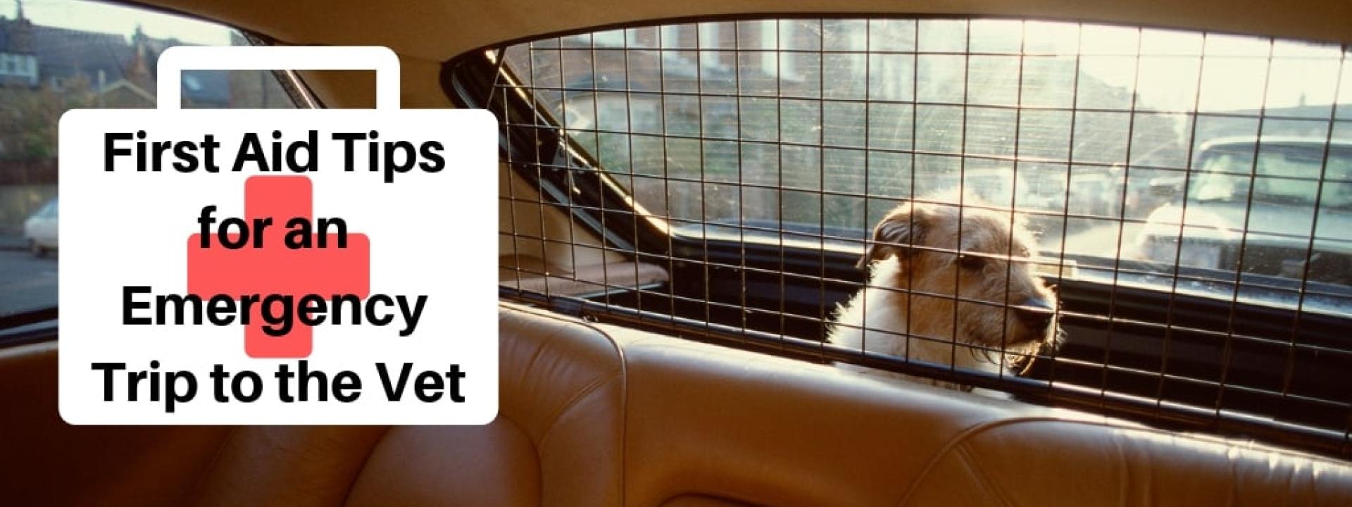 Photo of a dog in the back of a car