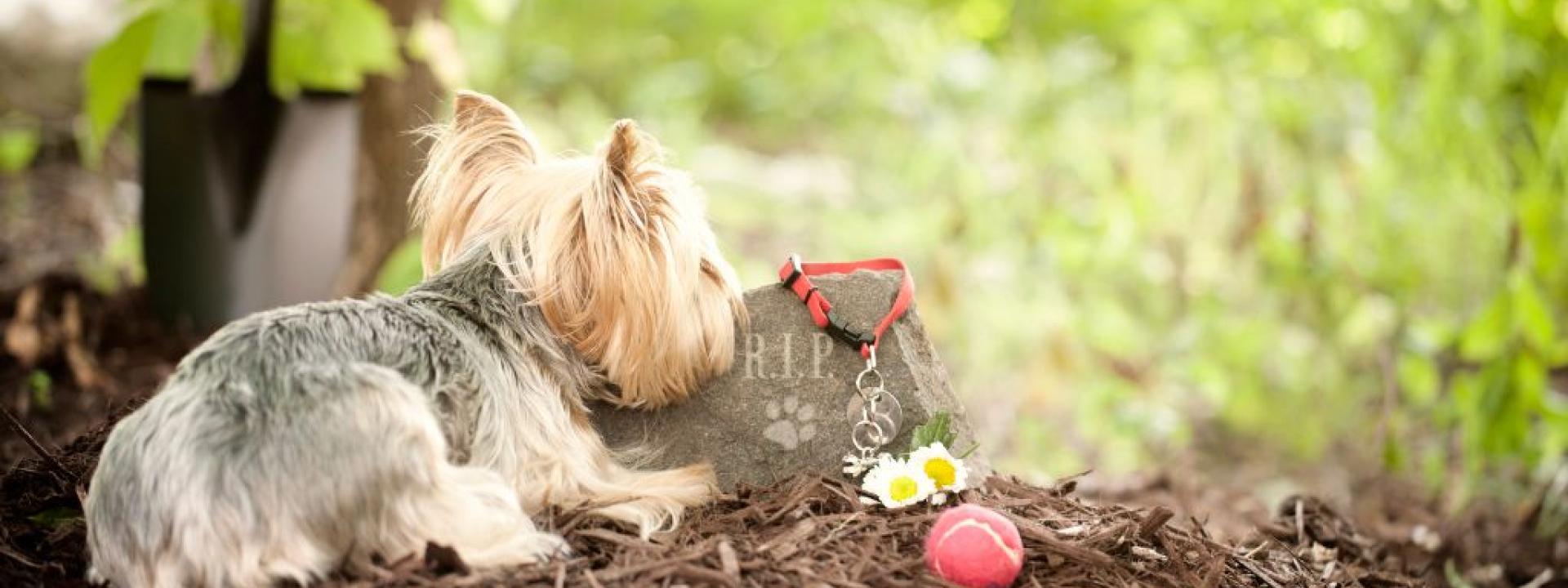 Yorkie sitting next to graveside