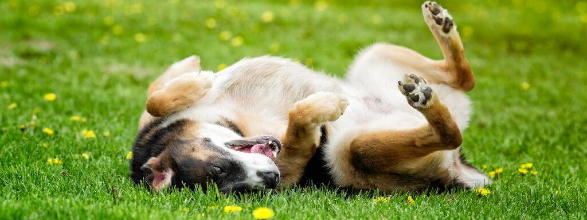 Dog outside rolling in grass, potential for dog grass allergies