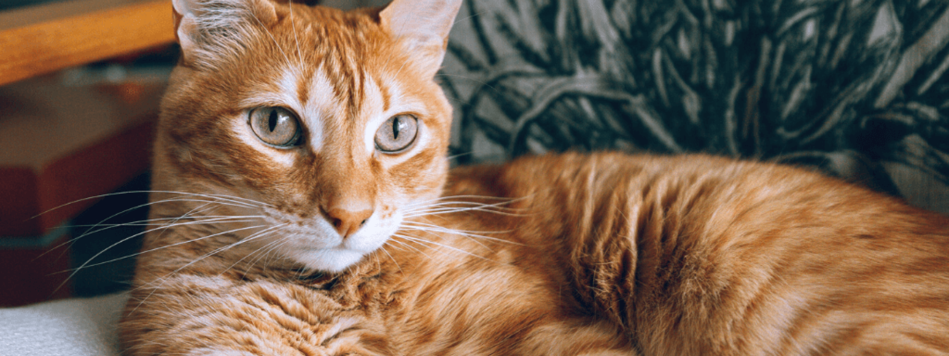 Orange tabby cat lying on chair