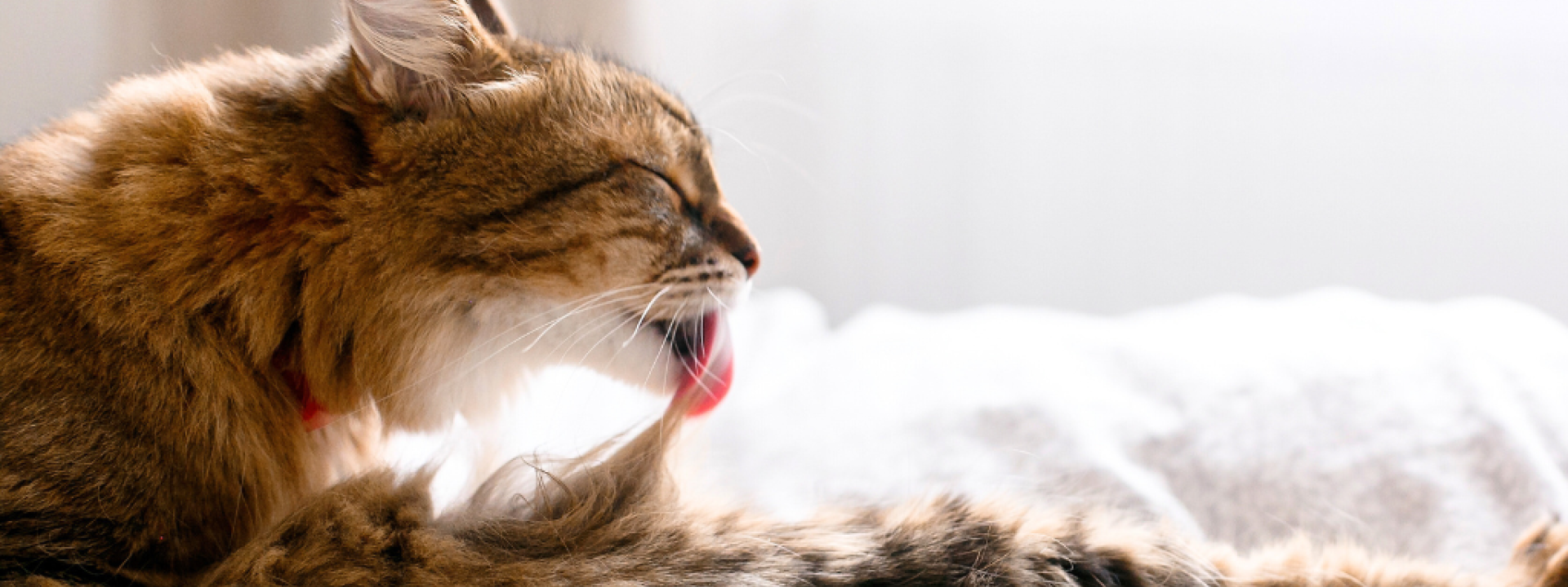 Cat grooming itself with tongue.