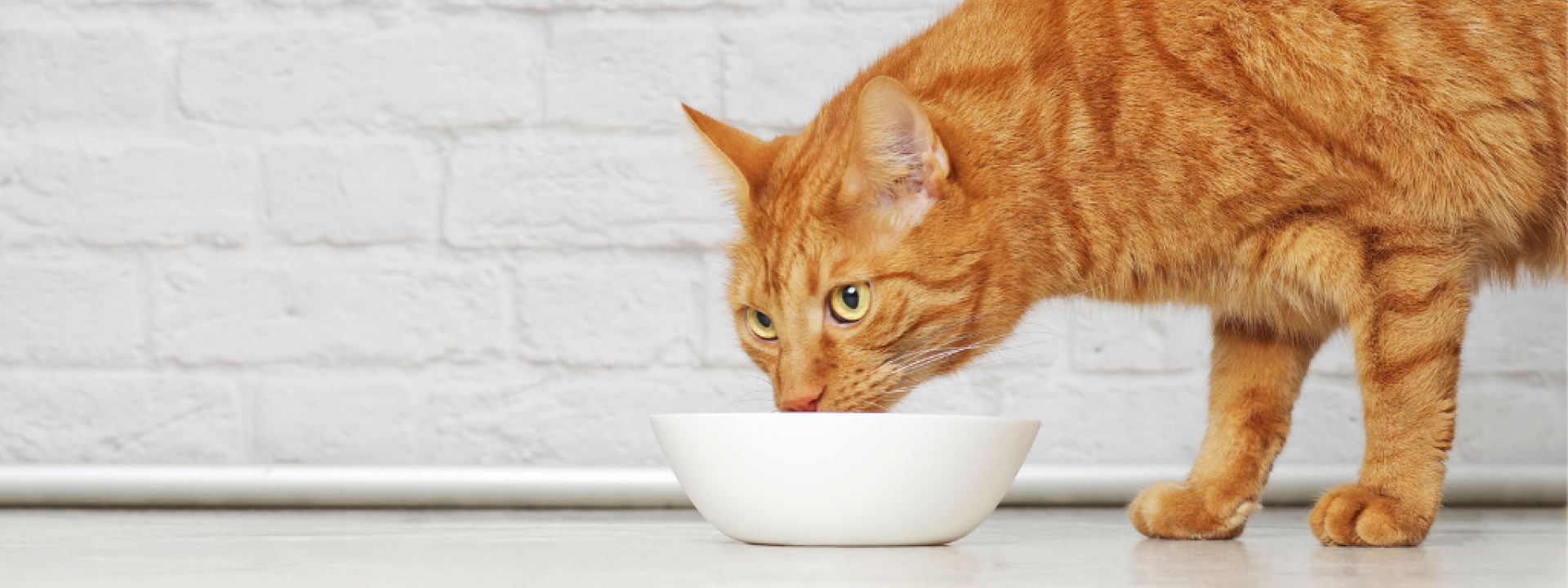 Cat store finicky eater
