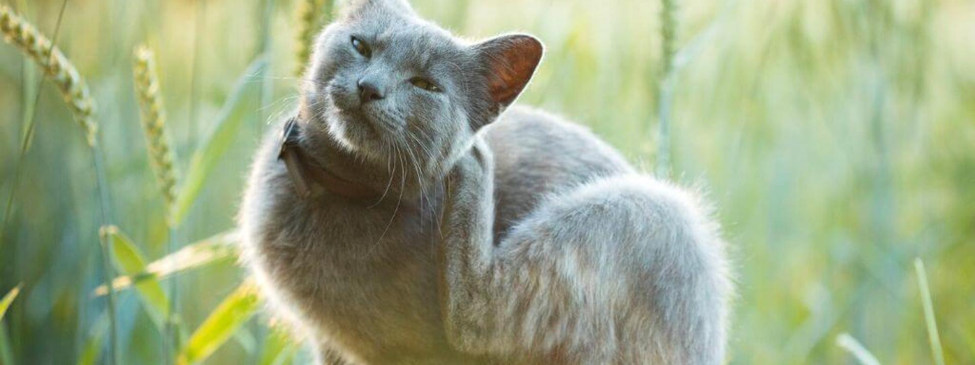 Cat itching itself in the grass