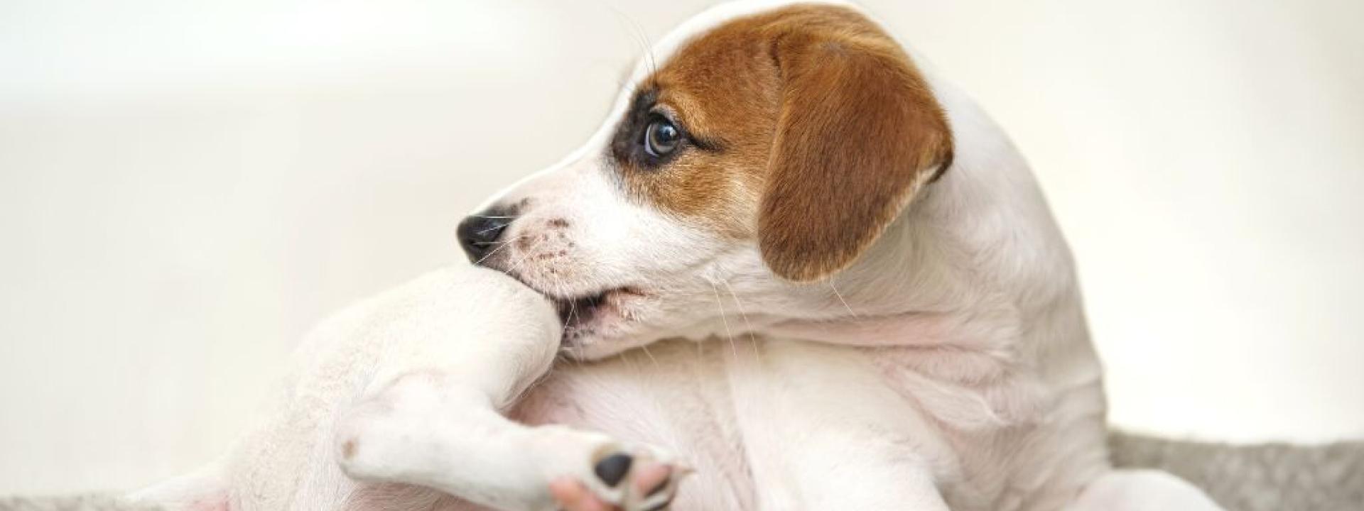 Puppy biting and itching itself. 