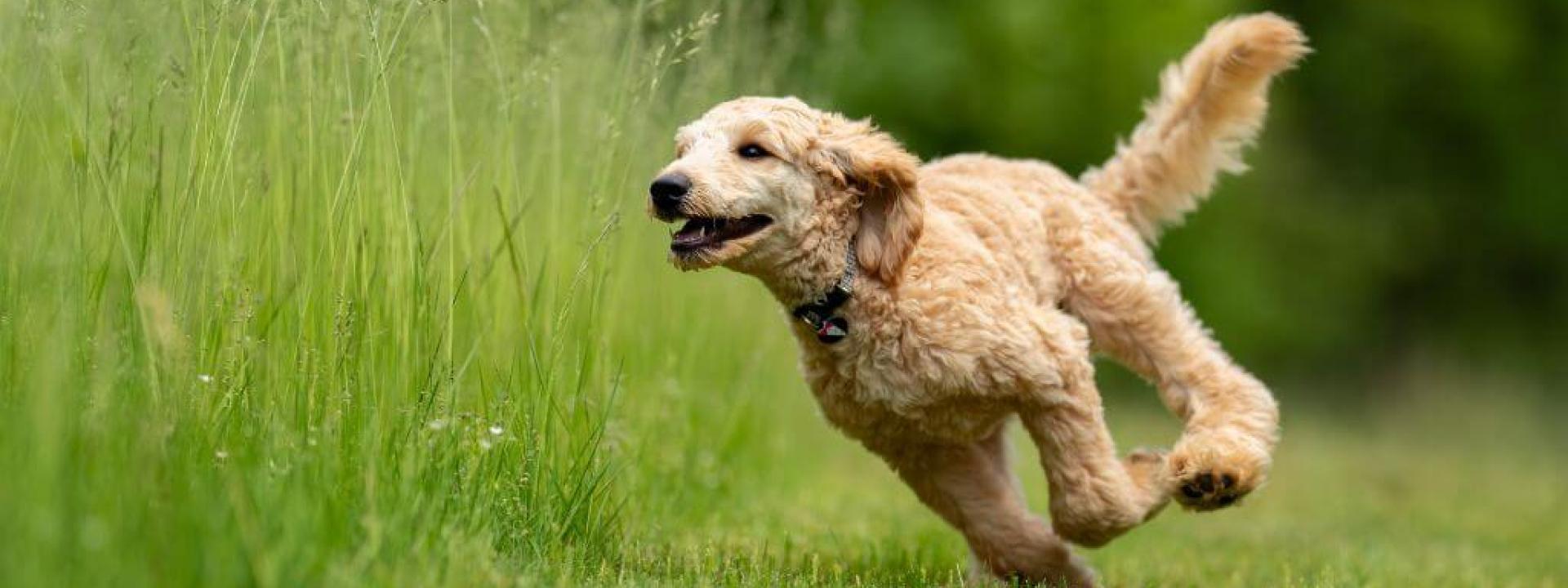Dog running through tall grass which could contain foxtails