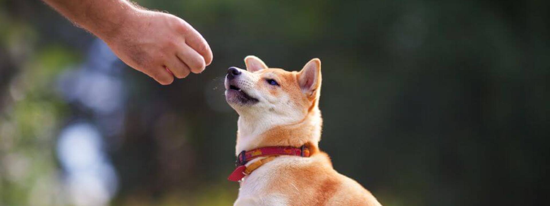 The Power of Positive Reinforcement in Training Your Dog