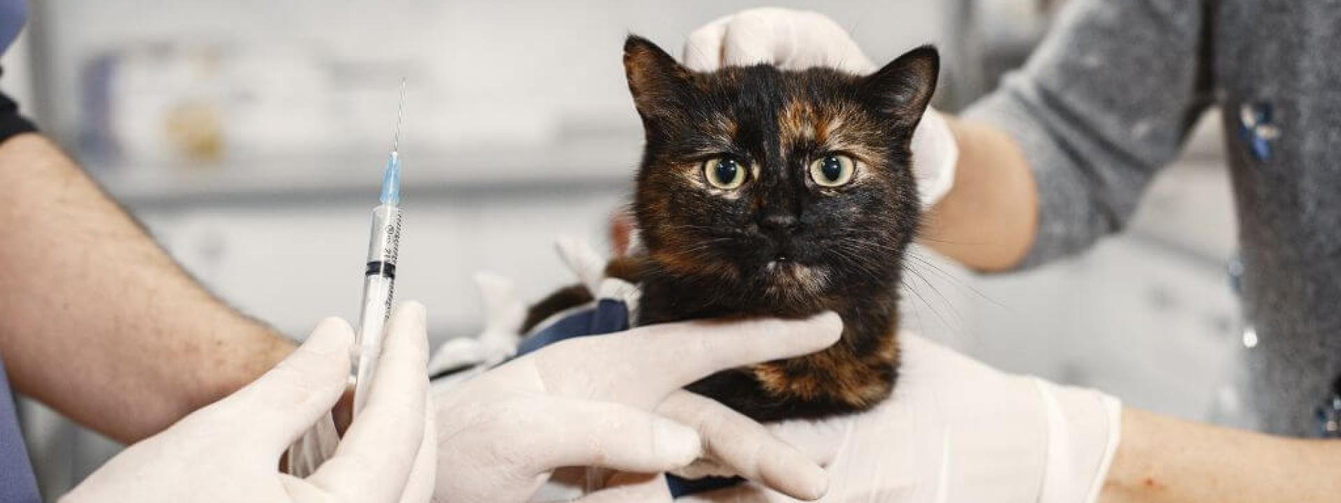 Cat at the vet ready to receive cat vaccinations