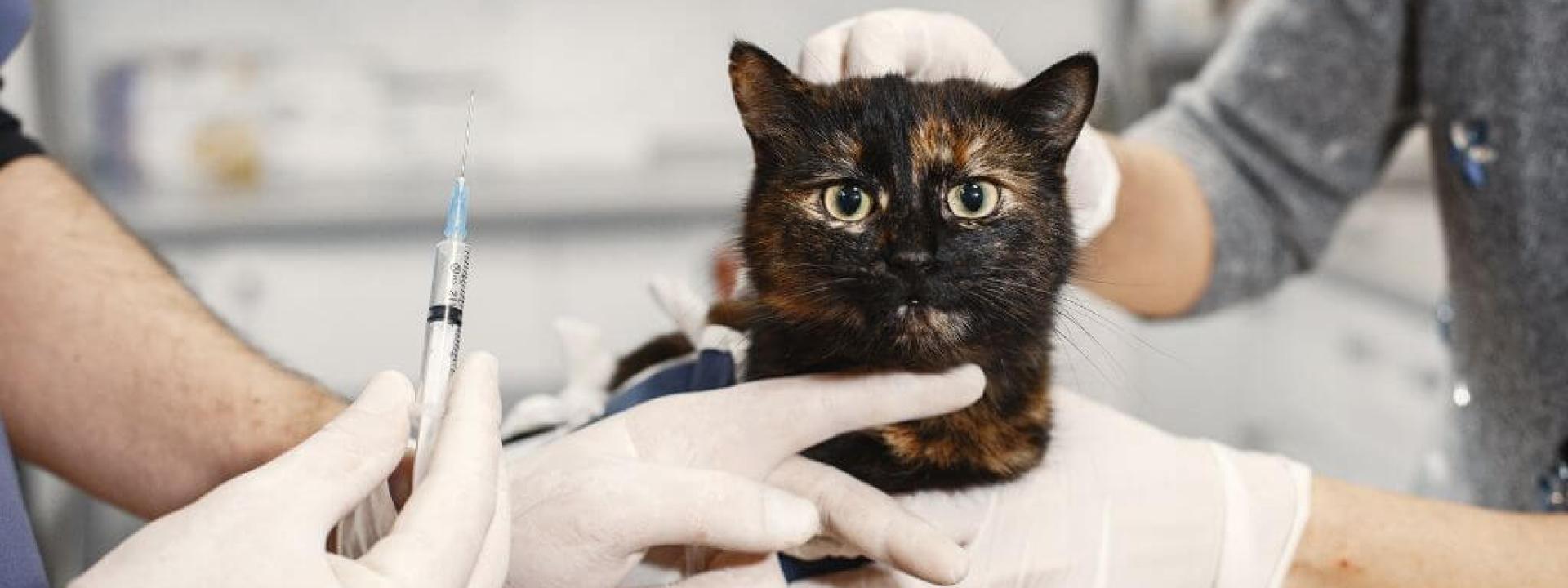Cat at the vet ready to receive cat vaccinations