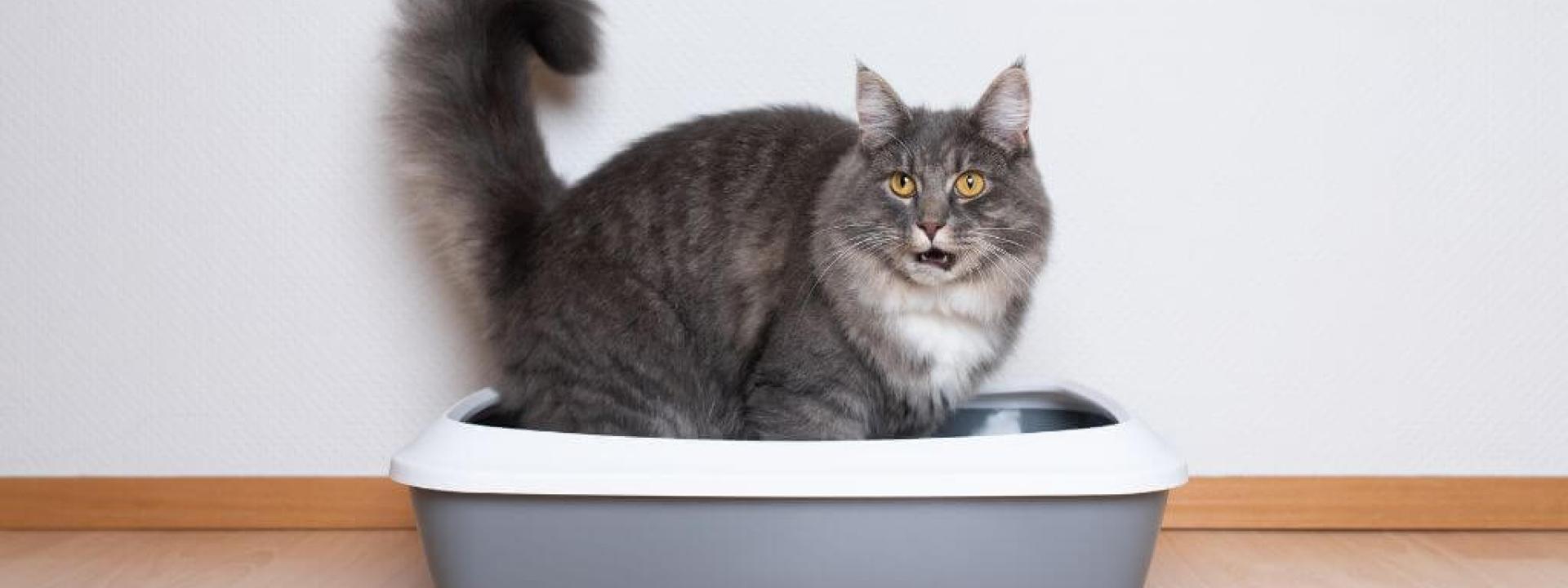 A cat straining to poop in the litter box due to cat constipation