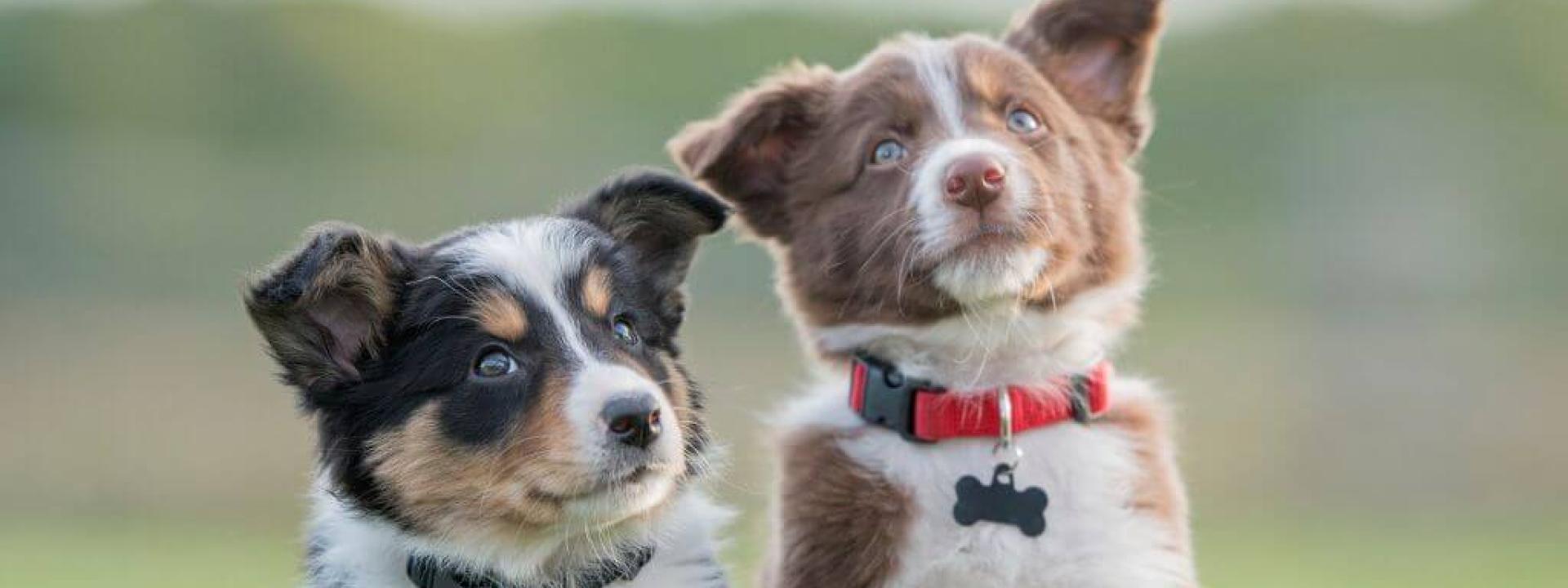 Two dogs sitting outside, both on puppy vaccine schedules