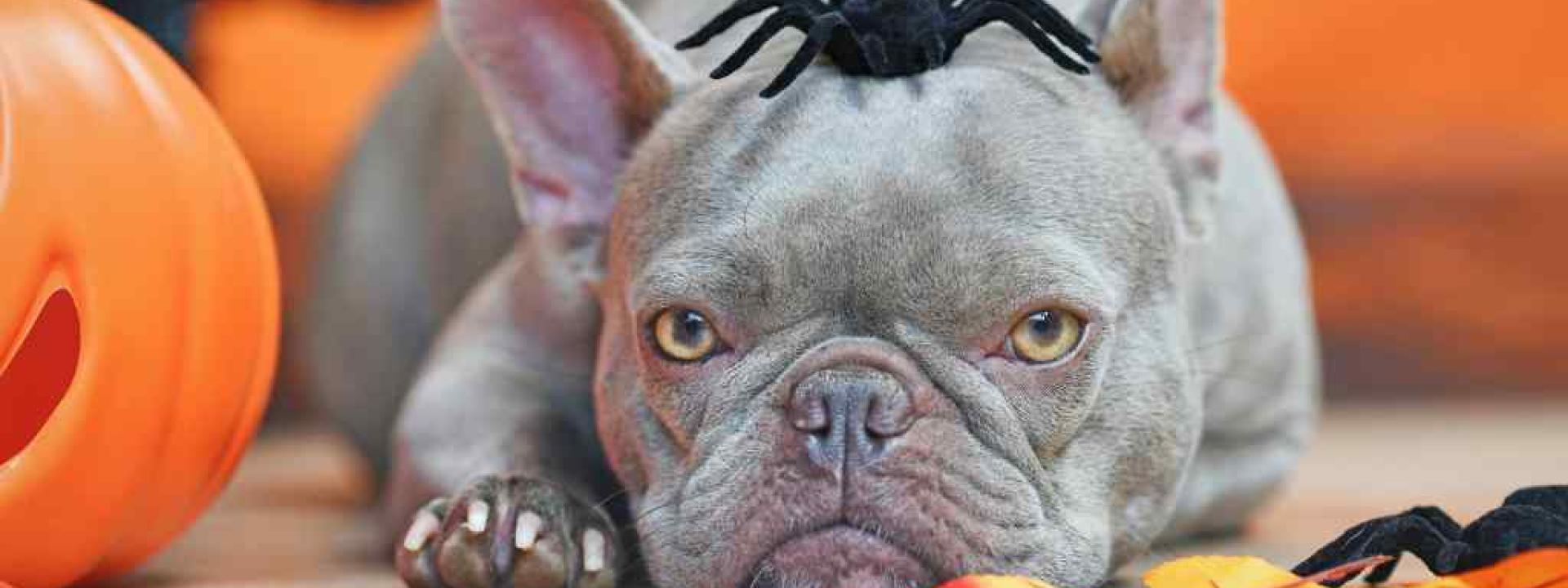 Gray french bull dog laying on the porch with a fake spider on its header for Halloween