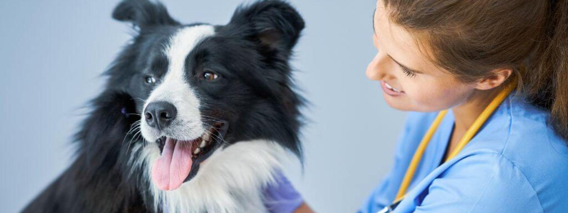A dog at the vet's office receiving recommended dog vaccinations. 